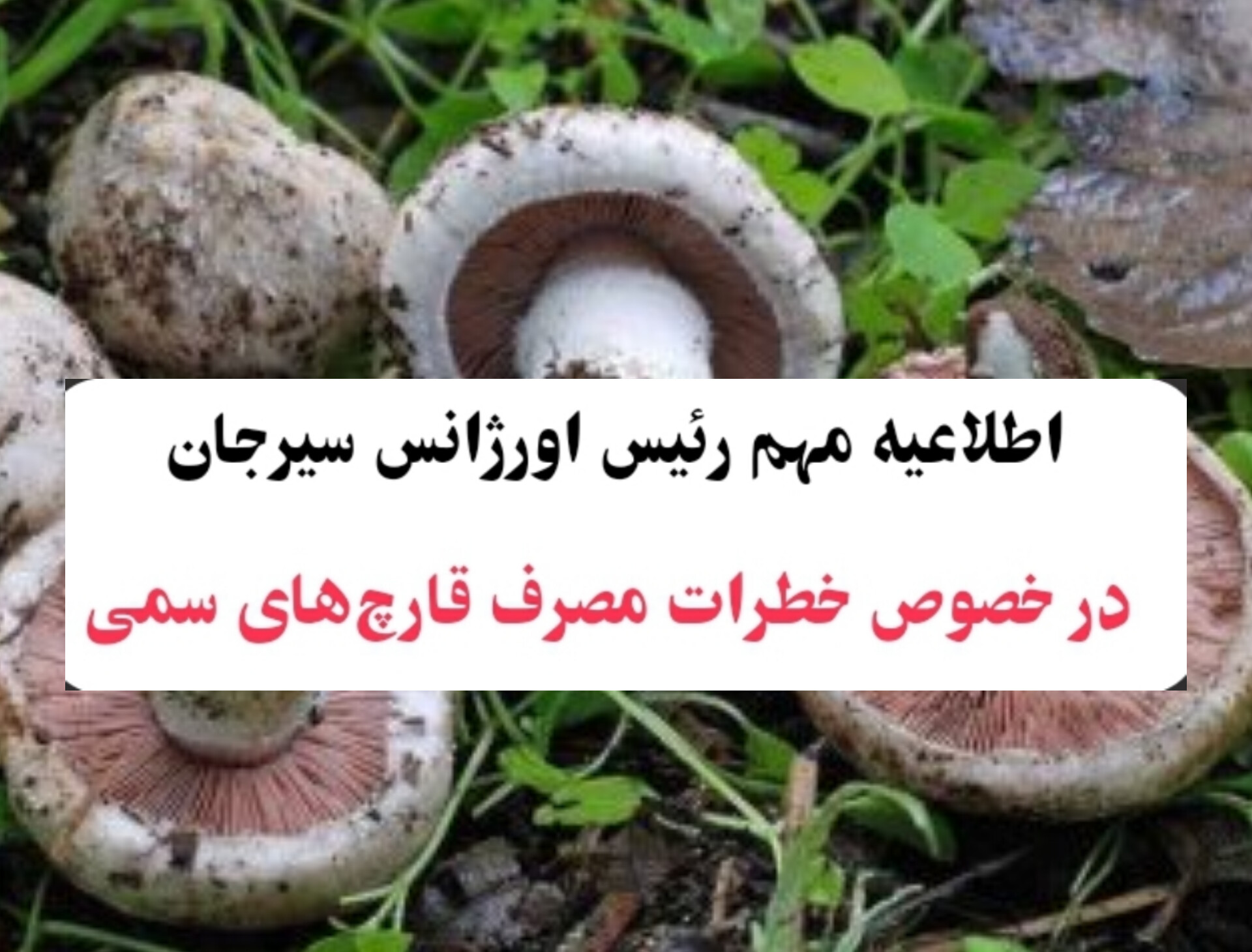تصویر اطلاعیه مهم در خصوص خطرات مصرف قارچ‌های سمی