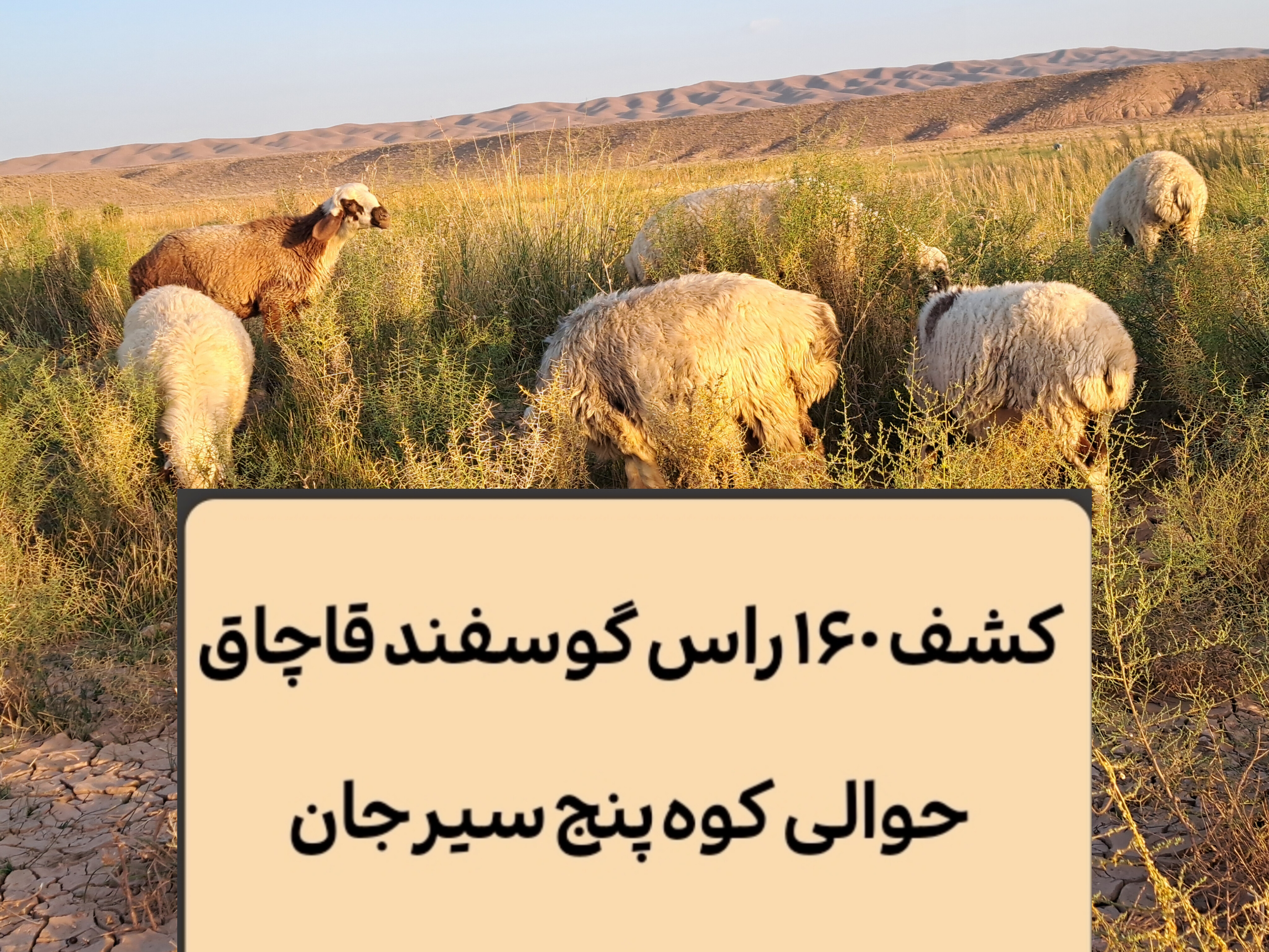 تصویر کشف ۱۶۰  راس گوسفند قاچاق حوالی کوه پنج سیرجان
