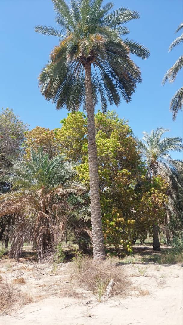 تصویر سایه خوش ؛ راه‌حلی برای توسعه فضای سبز پایدار